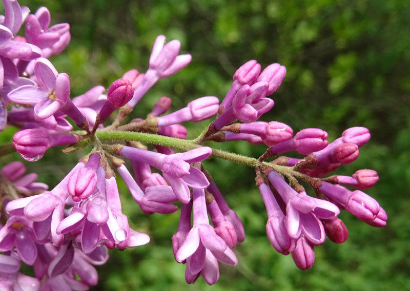 Syringa vulgaris - Oleaceae